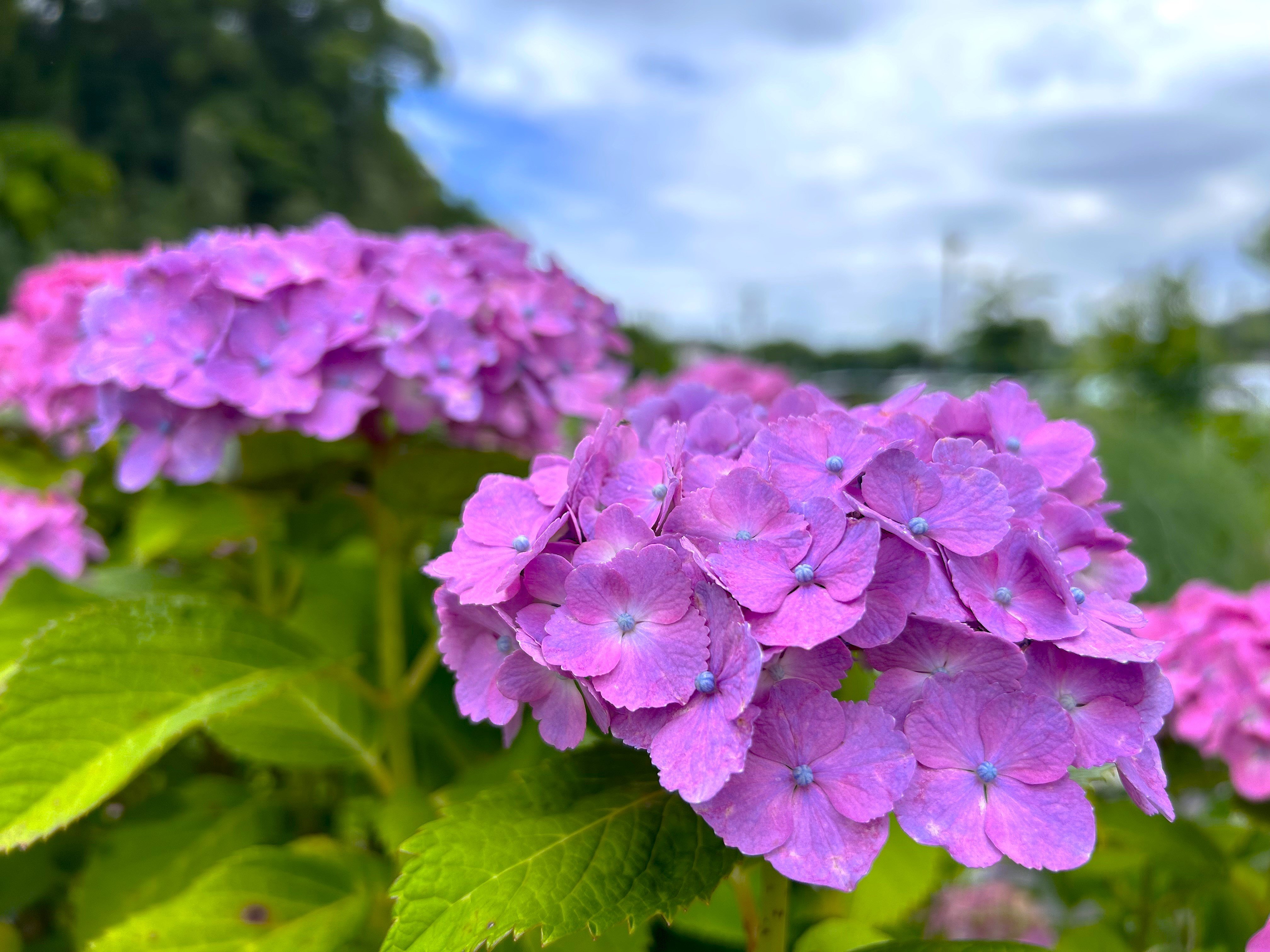 IMG_8478.jpeg