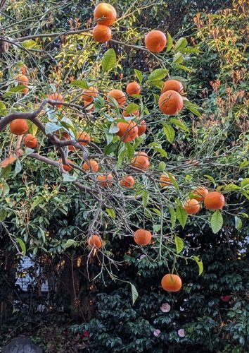 清見オレンジ.jpg