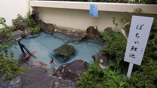 ぽちゃ鯉池.jpg