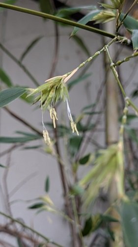 黒竹雄花260903.jpg