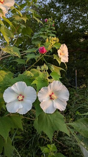 芙蓉白.jpg