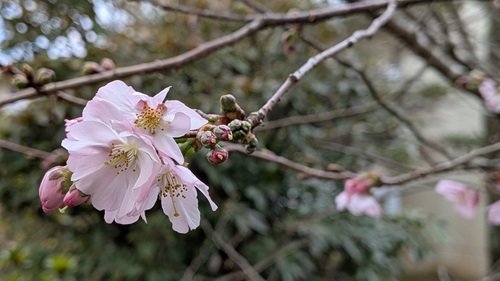 桜・美人でしょ.jpg