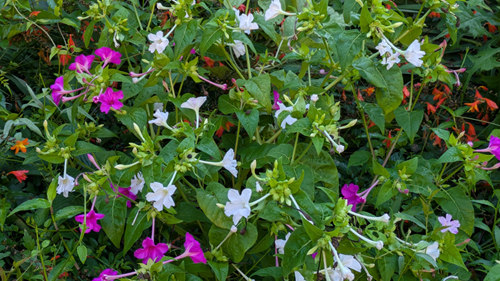 image2507251.png