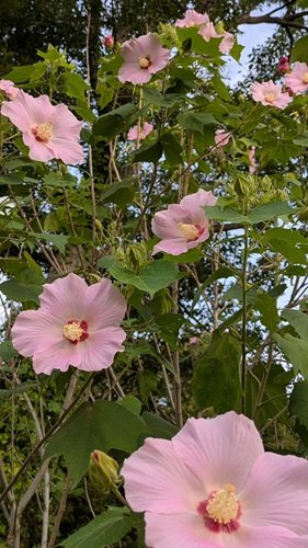芙蓉ピンク.jpg