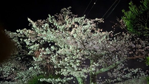 里内の夜桜.jpg