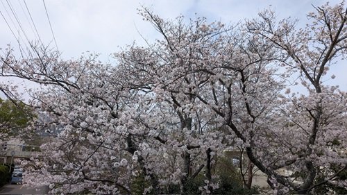 桜満開+(2).jpg
