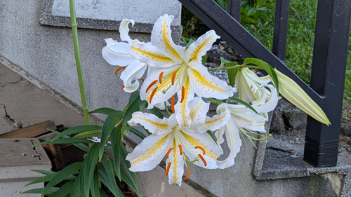 image2507252.png