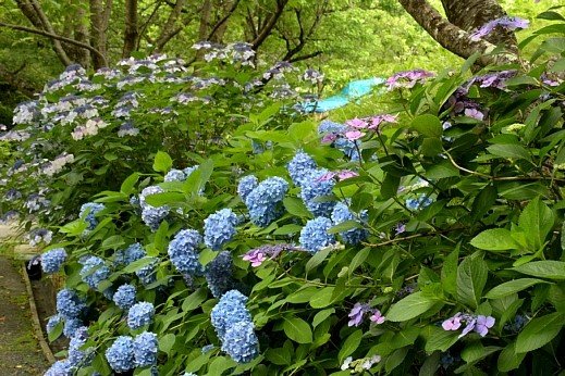 写真1.jpg