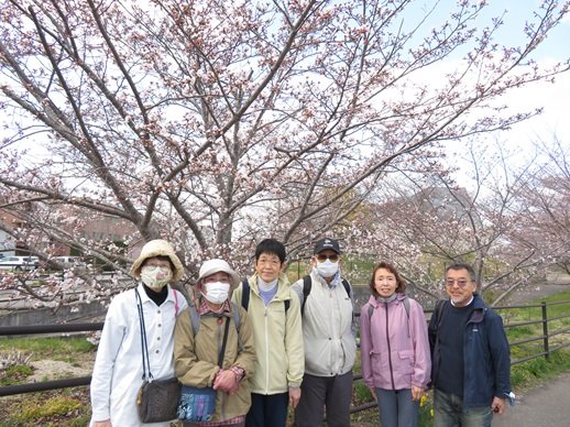 桜の花集合写真.jpg