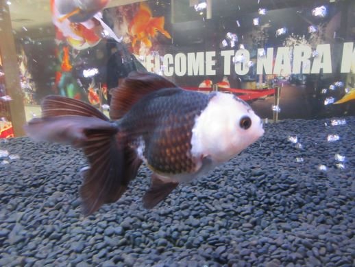 IMG_3108_パンダ金魚.JPG
