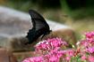 新Ｙ０５_8342.jpg
