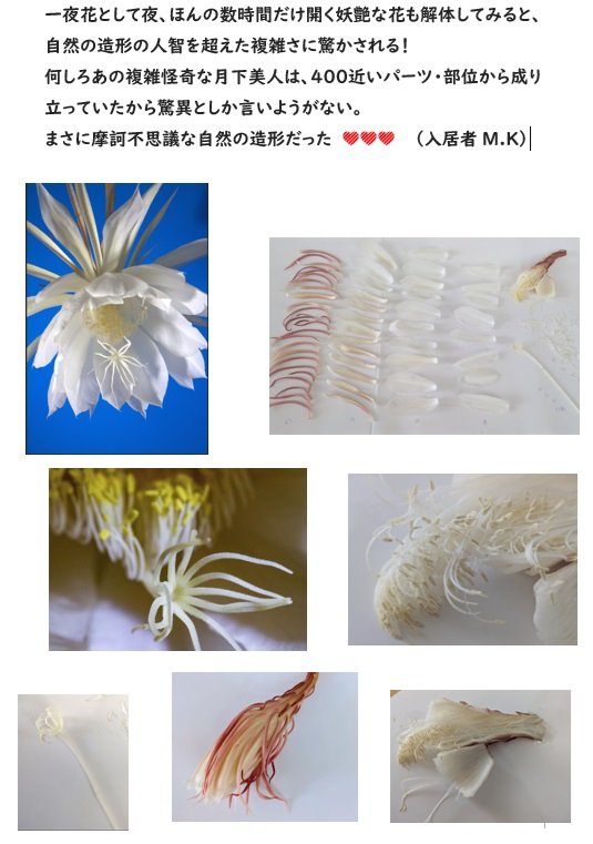 月下美人①.jpg