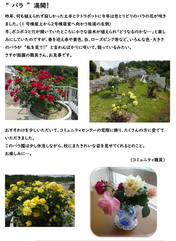 バラ園①.jpg