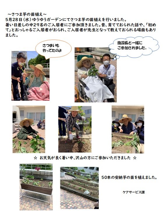 さつま芋の苗ブログ.jpg