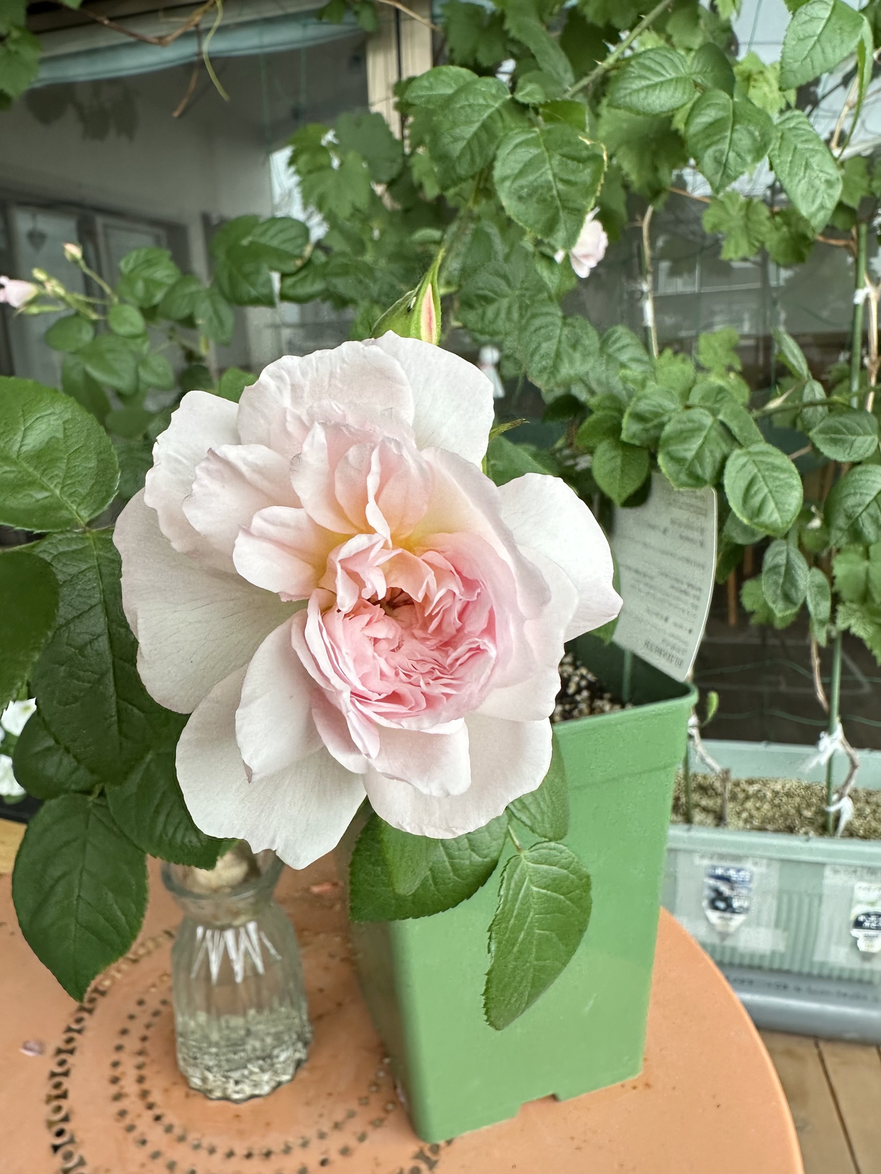 【画像】薔薇_エリザベス.jpg