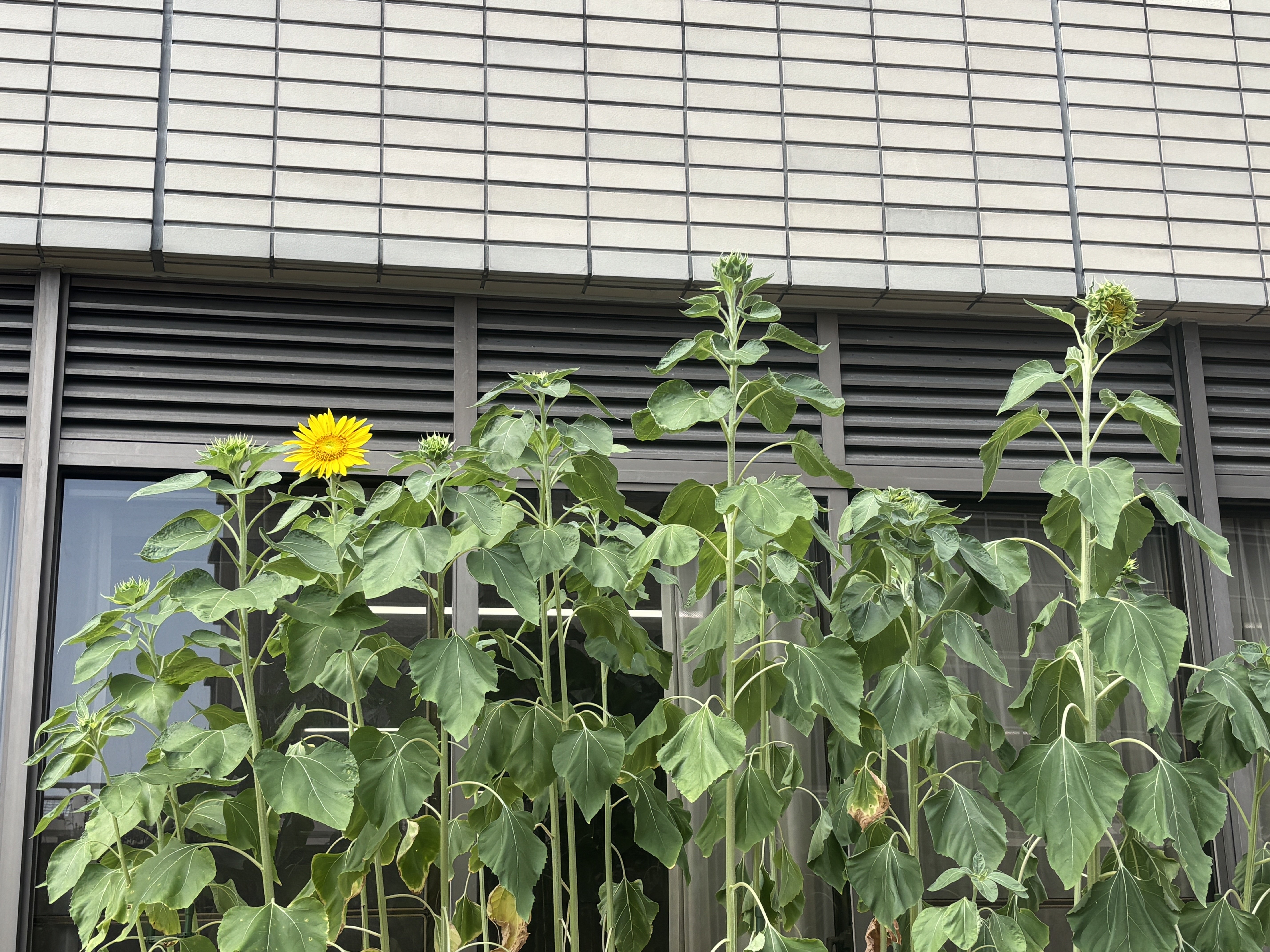 しゃしん.JPG