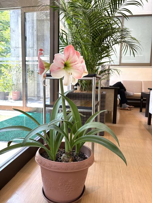 IMG_3194はな1.JPG