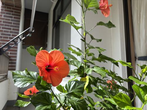 IMG_9429花1.JPG