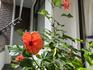 IMG_9429花1.JPG