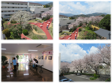桜まつり①.png
