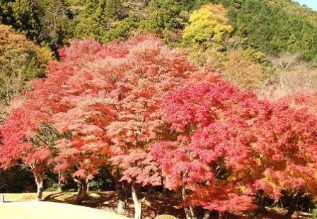 富士山と紅葉②.jpg