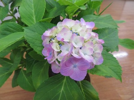 20250602図4.JPG