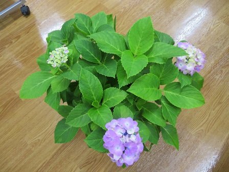 20250602図2.JPG